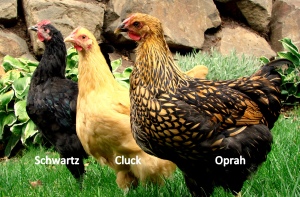 3chickens-names